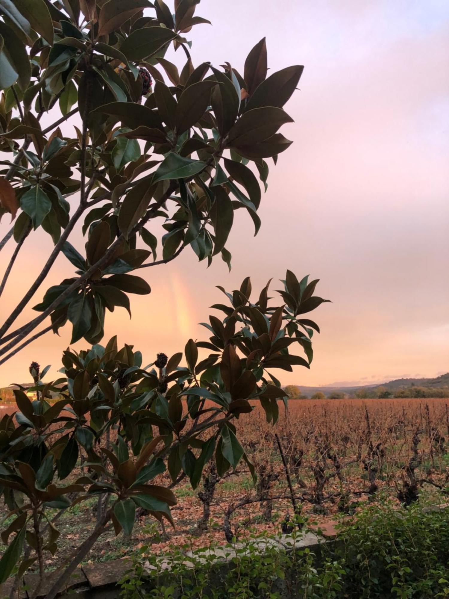 La Rose Des Vins * Pouzolles